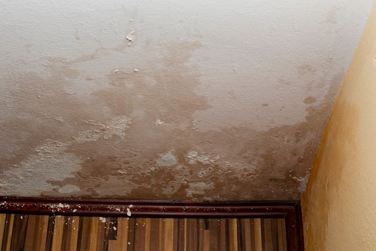 damp walls